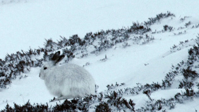 Imagen de Wild Europa  - 7