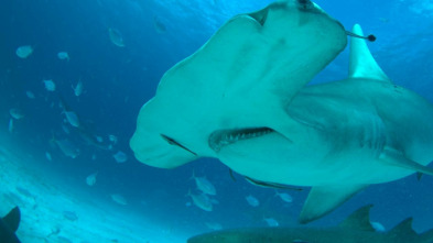 Imagen de El tiburón martillo gigante - 8