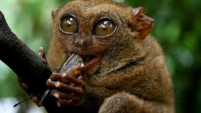 Imagen de Los animales más...: He nacido así - 3