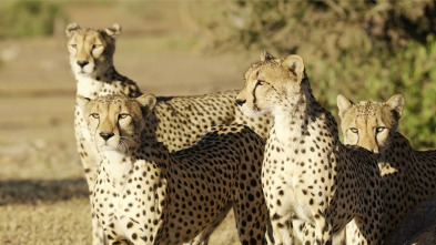 Imagen de Los felinos de la tormenta - 8