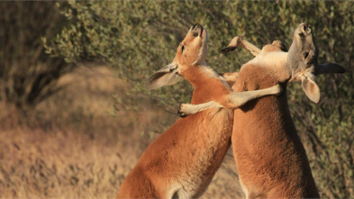 Wild Australia: El rey canguro