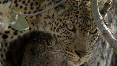 Imagen de Wild Argentina: El reino del agua - 5