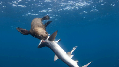 Imagen de Tiburón contra depredador - 8