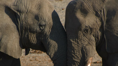 Casi humanos: la vida de los elefantes