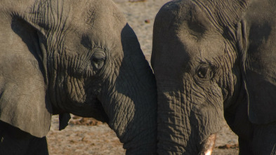 Imagen de Casi humanos: la vida de los elefantes - 5