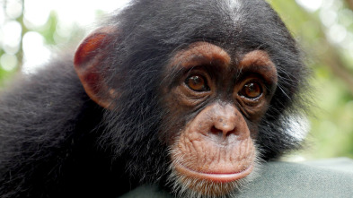 Imagen de Escuela de chimpancés - 5