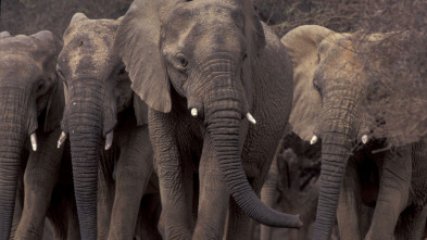 Migraciones salvajes: Elefantes al límite