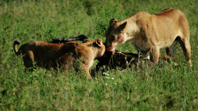 Imagen de Madres guerreras - 5