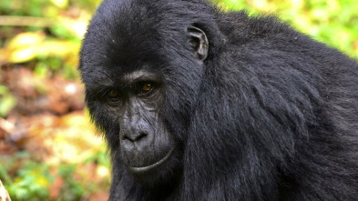Imagen de Uganda salvaje - 5