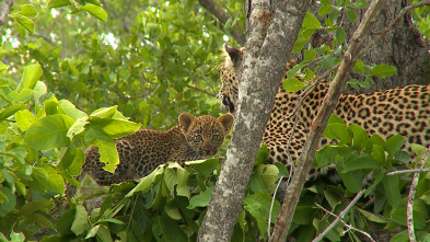 El reino del leopardo