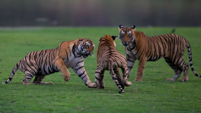 Imagen de El legado de la reina tigre - 5