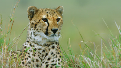Imagen de Cazadores salvajes: Felinos - 5