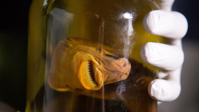 Imagen de Tiburones caníbales - 7