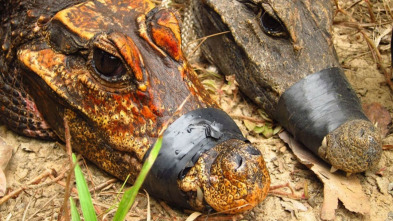 Imagen de Cocodrilos en las cuevas de Gabón - 5