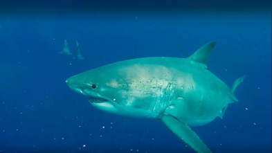 ¿El tiburón blanco más grande del mundo? 