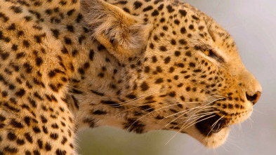 Cazadores de África - La leopardo que cambió sus lunares