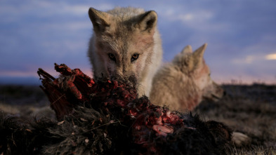 El reino del lobo blanco: La búsqueda