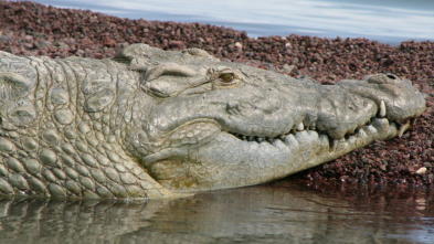 Imagen de Un vaquero australiano: Cocodrilos fuera del agua - 5