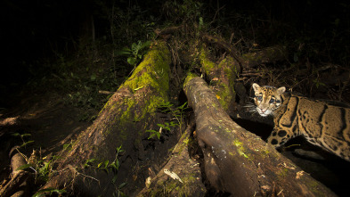 Imagen de Los leopardos salvajes de la India - 5