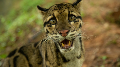 Imagen de Felinos salvajes de la India  - 5