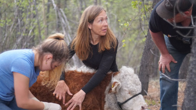 Imagen de Una veterinaria...: Un bisonte muy listo - 4