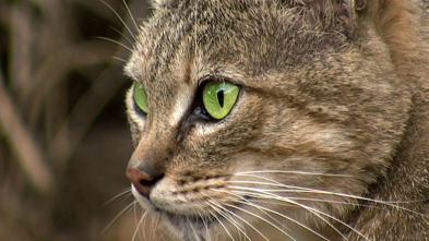 Ataques felinos  