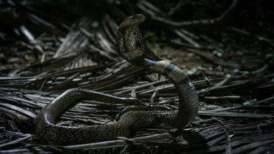 Imagen de Especial muerte al anochecer  - 5