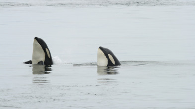 Las orcas más letales del mundo