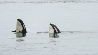 Imagen de Las orcas más letales del mundo - 5