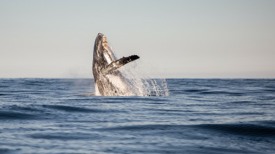 Imagen de Tiburón contra ballena - 6