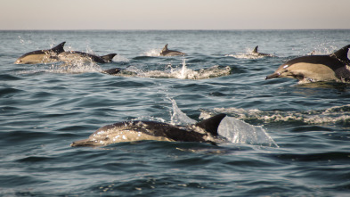 Tiburones contra delfines: batalla sangrienta