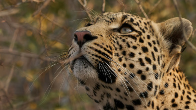 El linaje de los...: El cuento del leopardo