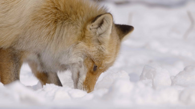 Imagen de Las maravillas ocultas del invierno  - 8
