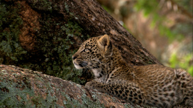 La reina de la velocidad del Serengeti