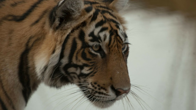 Imagen de La reina tigresa de Taru - 6