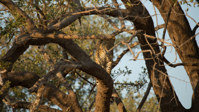 Imagen de Diario de un leopardo adolescente - 6