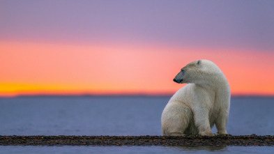 Imagen de El reino del oso polar: El viaje del cachorro - 5