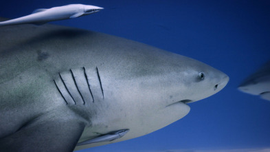 Imagen de Súper tiburón toro - 6