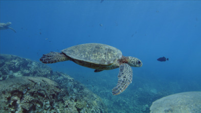 Imagen de Los tiburones de Hawái - 8