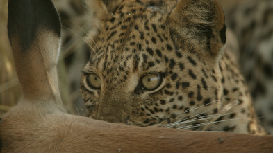 Imagen de El ojo de leopardo - 6