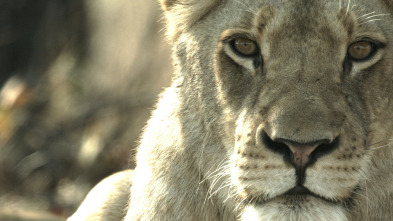 Malika: la reina leona: Vigilando la manada