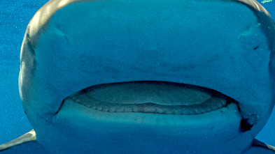 Imagen de Tiburones desde el aire - 5
