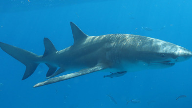 Ataques de tiburones: acceso exclusivo - Pelea por la comida