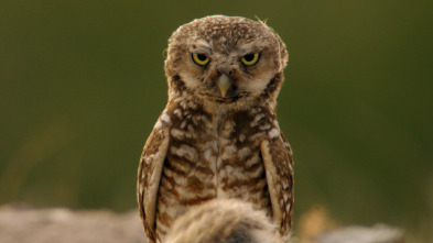 Imagen de Parques Nacionales de...: Badlands - 4