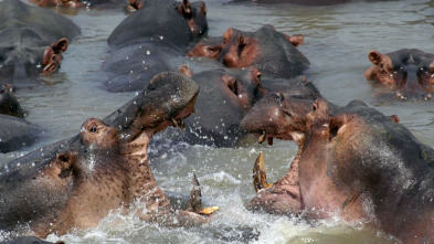 Imagen de Los depredadores más...: Asesinos en el desierto - 4