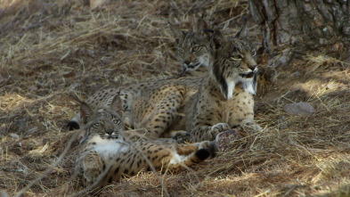 Imagen de Los bosques de Iberia: Rivales - 5