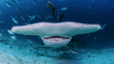 Imagen de Cuando los tiburones...: Pánico en el paraíso - 5