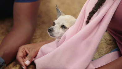 Imagen de Critter fixers: Veterinarios rurales: Barkfest: Un día de perros - 5