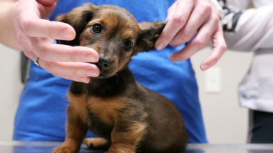 Imagen de Veterinarios de Nebraska: ¡Más cachorros! - 5