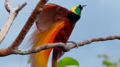Imagen de Especial Wild Asia: Islas paradisíacas  - 5